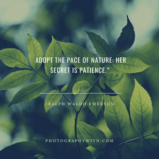 Nature Photography quotes4