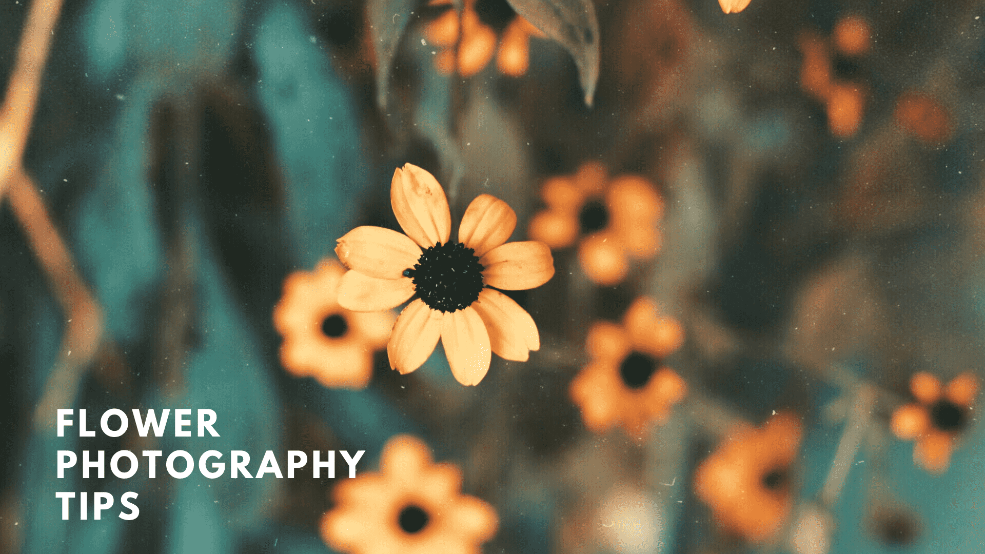 Flower Photography tips
