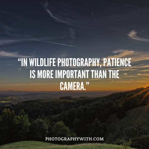 Wildlife Photography quotes