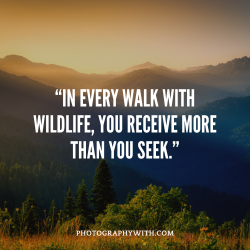 Wildlife Photography quotes